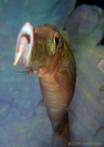 Trumpetfish from a different perspective! no cropping by Debi Henshaw 